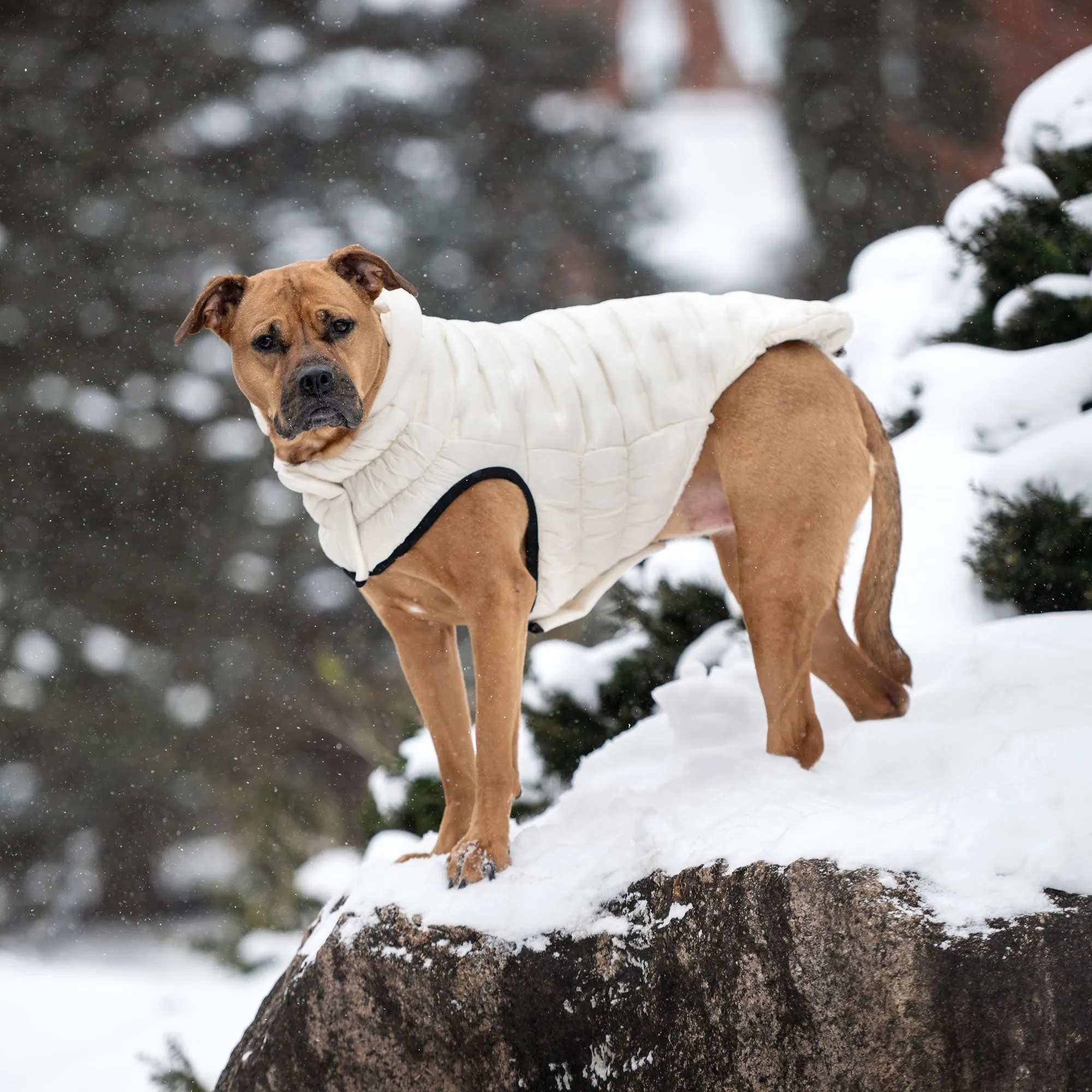 Cloud Parka Dog Winter Puffer Coats