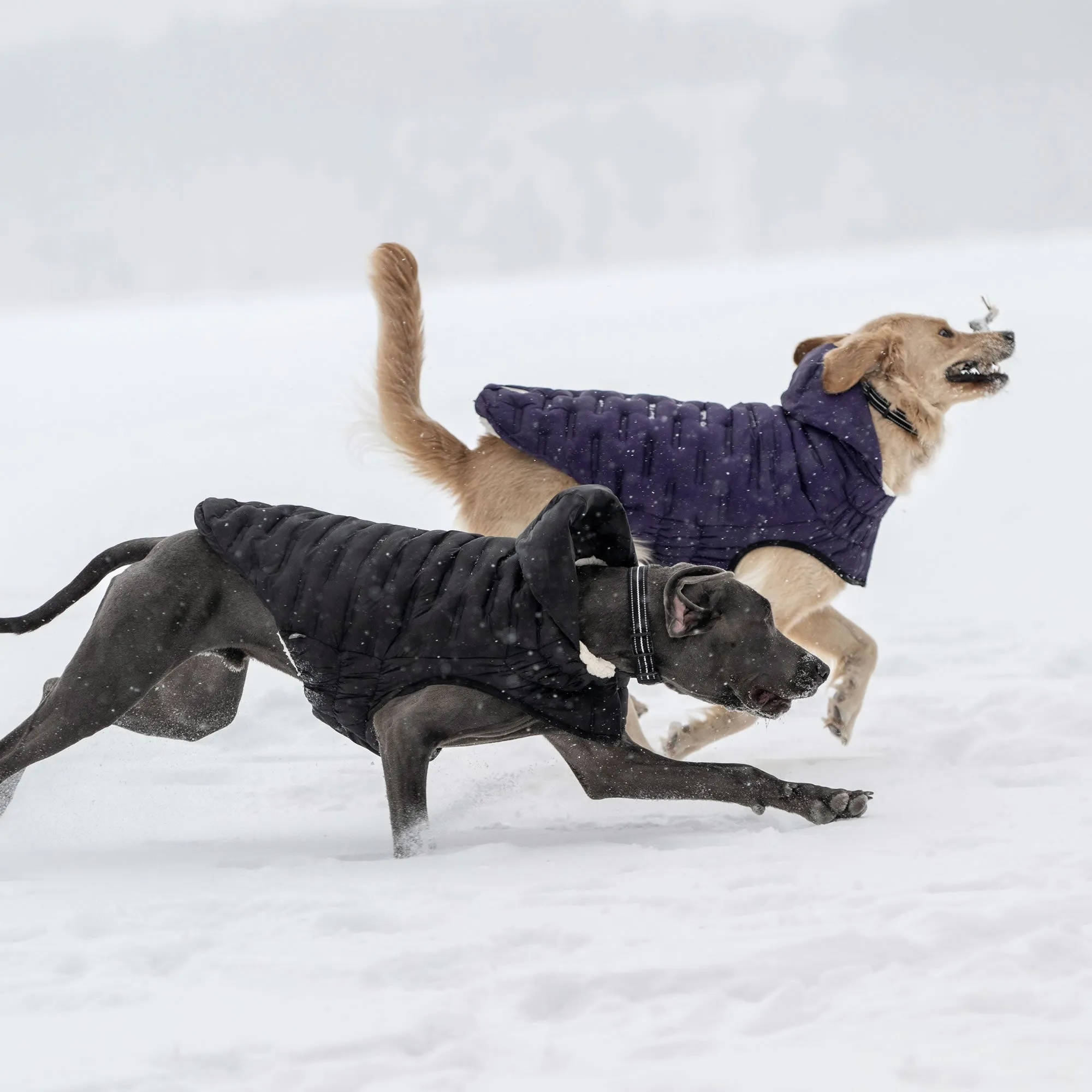 Cloud Parka Dog Winter Puffer Coats